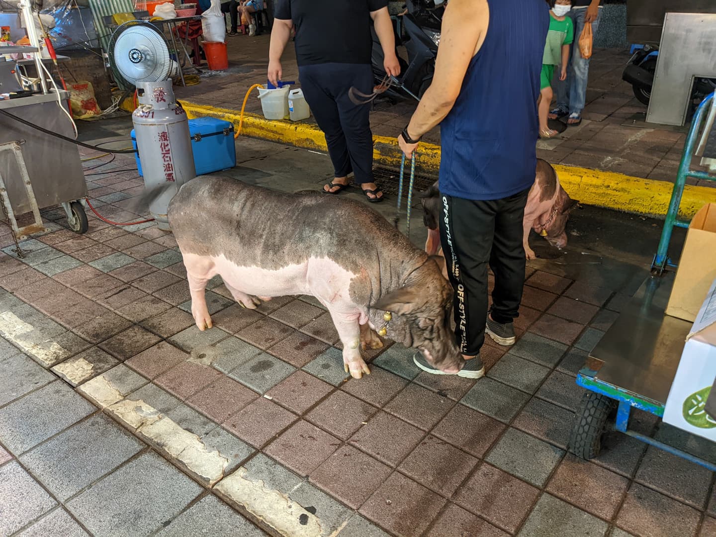 寧夏夜市有豬